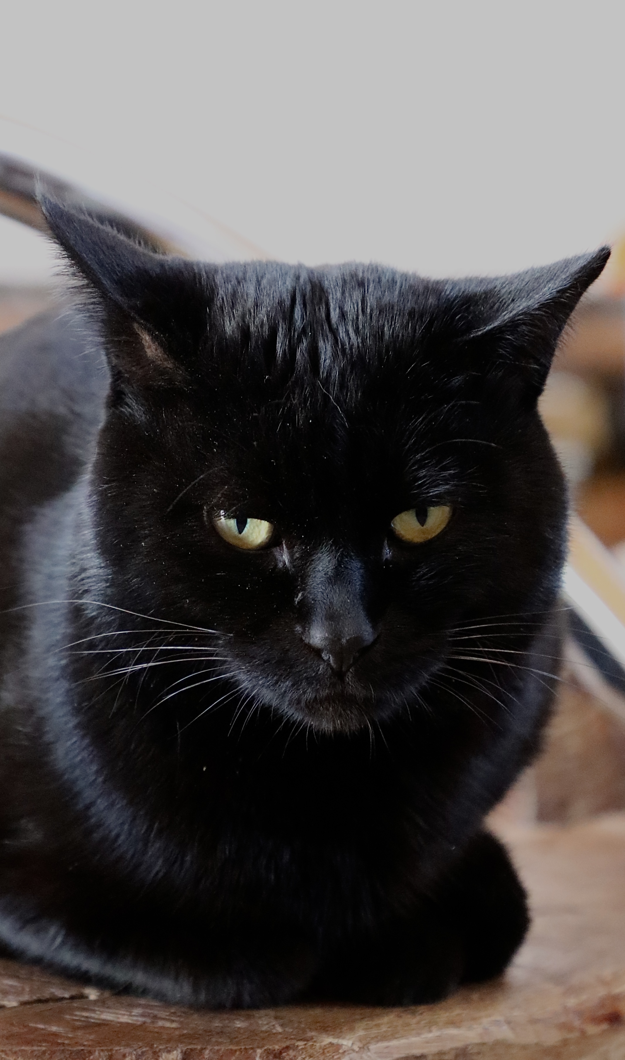 横沙岛的白马咖啡