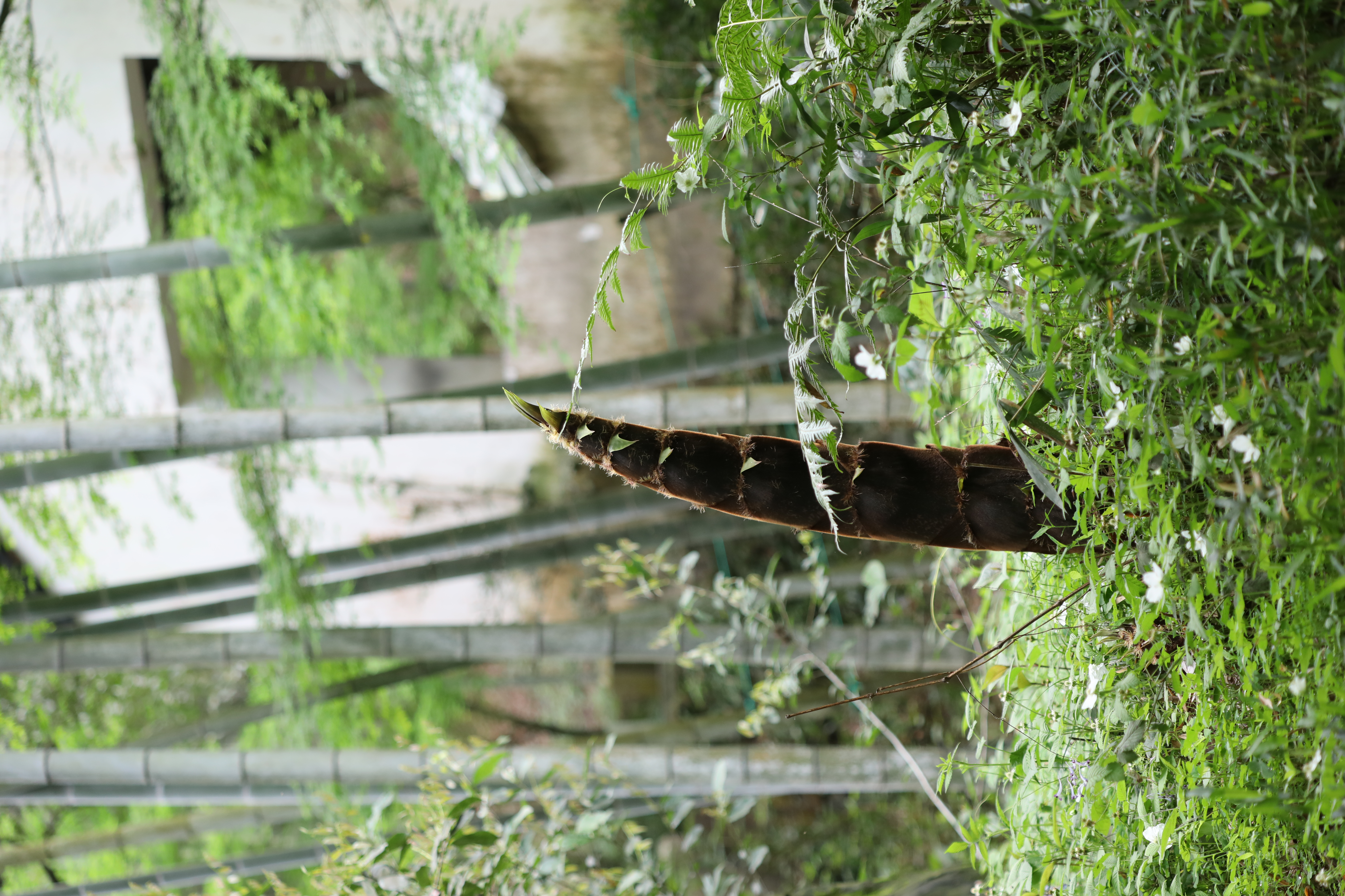 破土而出的春天