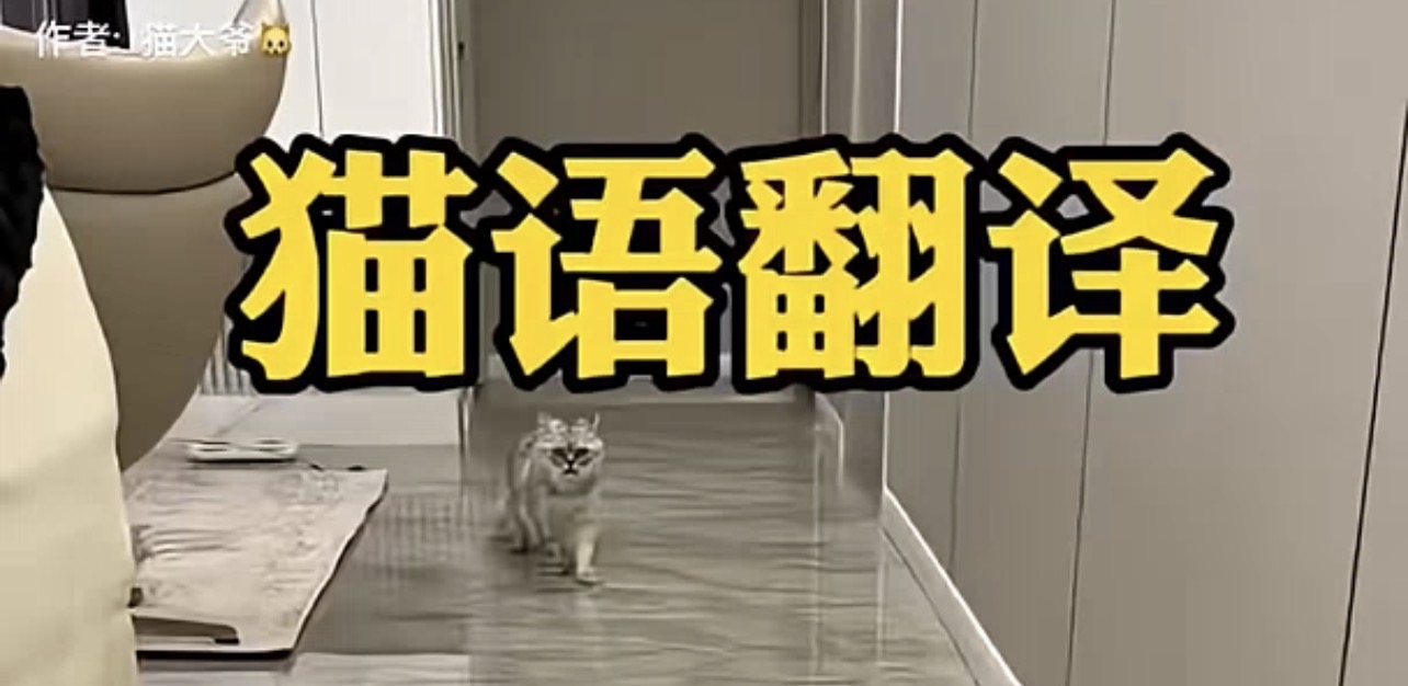 猫语翻译
